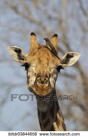 "Southern Giraffe (Giraffa camelopardalis giraffa), female, with Red-billed Oxpecker (Buphagus erythrorhynchus) at her head, Kruger National Park, South Africa, Africa" View Large Photo Image Stock Photo - "Southern Giraffe (Giraffa camelopardalis giraffa), female, with Red-billed Oxpecker (Buphagus erythrorhynchus) at her head, Kruger National Park, South Africa, Africa". Fotosearch