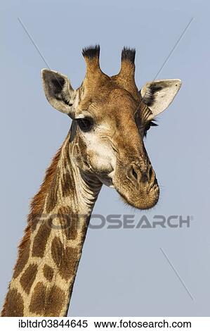 "Southern Giraffe (Giraffa camelopardalis giraffa), bull, Kruger National Park, South Africa, Africa" View Large Photo Image Stock Photography - "Southern Giraffe (Giraffa camelopardalis giraffa), bull, Kruger National Park, South Africa, Africa". Fotosearch