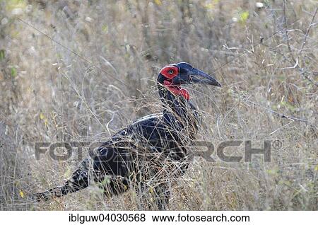 "Southern ground hornbill (Bucorvus leadbeateri) in tall grass, Kruger National Park, South Africa, Africa" View Large Photo Image Stock Photo - "Southern ground hornbill (Bucorvus leadbeateri) in tall grass, Kruger National Park, South Africa, Africa". Fotosearch
