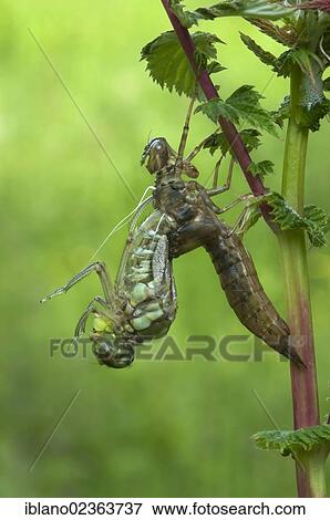 "Southern hawker (Aeshna cyanea), eclosing, on Meadowsweet (Filipendula ulmaria), Filz, Woergl, Tyrol, Austria, Europe" View Large Photo Image Stock Photo - "Southern hawker (Aeshna cyanea), eclosing, on Meadowsweet (Filipendula ulmaria), Filz, Woergl, Tyrol, Austria, Europe". Fotosearch