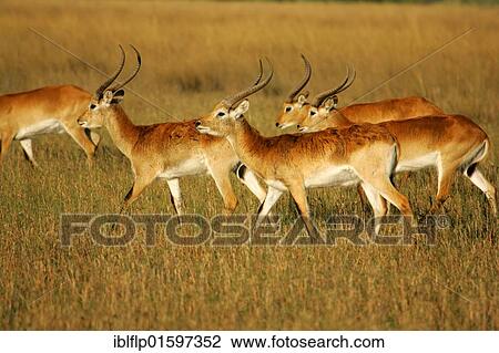 "Southern Lechwe (Kobus leche), herd walking, Okavango Delta, Botswana, Africa" View Large Photo Image Stock Image - "Southern Lechwe (Kobus leche), herd walking, Okavango Delta, Botswana, Africa". Fotosearch