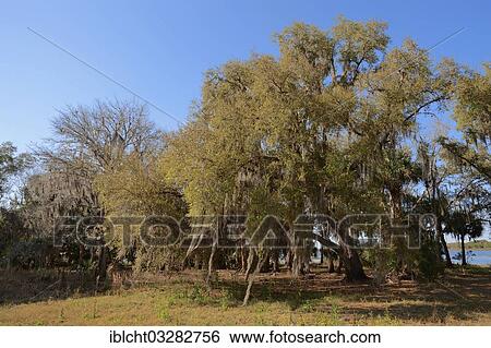 Stock Photograph - "Southern Live Oak (Quercus virginiana) covered in Spanish Moss (Tillandsia usneoides), Florida, United States, North America". Fotosearch