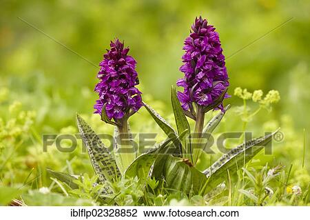 Stock Image - "Southern Marsh Orchid (Dactylorhiza praetermissa), two flowerspikes, Rila Mountains, Bulgaria, Europe". Fotosearch