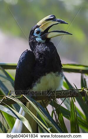"Southern Pied-Hornbill (Anthracoceros convexus), Bali Bird Park, Bali, Indonesia, Asia" View Large Photo Image Picture - "Southern Pied-Hornbill (Anthracoceros convexus), Bali Bird Park, Bali, Indonesia, Asia". Fotosearch