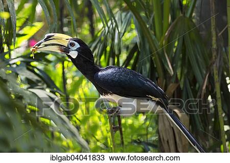 "Southern Pied-Hornbill (Anthracoceros convexus), Bali Bird Park, Bali, Indonesia, Asia" View Large Photo Image Stock Image - "Southern Pied-Hornbill (Anthracoceros convexus), Bali Bird Park, Bali, Indonesia, Asia". Fotosearch
