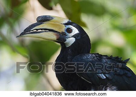 "Southern Pied-Hornbill (Anthracoceros convexus), Bali Bird Park, Bali, Indonesia, Asia" View Large Photo Image Stock Photograph - "Southern Pied-Hornbill (Anthracoceros convexus), Bali Bird Park, Bali, Indonesia, Asia". Fotosearch