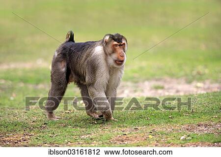 Stock Image - "Southern Pig-tailed Macaque (Macaca nemestrina), male, captive, Arnhem, Gelderland, The Netherlands, Europe". Fotosearch