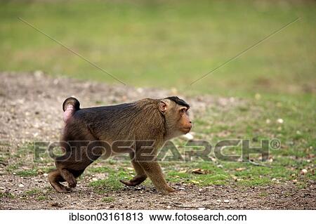 "Southern Pig-tailed Macaque (Macaca nemestrina), male, captive, Arnhem, Gelderland, The Netherlands, Europe" View Large Photo Image Stock Image - "Southern Pig-tailed Macaque (Macaca nemestrina), male, captive, Arnhem, Gelderland, The Netherlands, Europe". Fotosearch