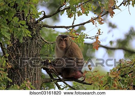 "Southern Pig-tailed Macaque (Macaca nemestrina), sitting on a branch, female, captive, Arnhem, Gelderland, The Netherlands, Europe" View Large Photo Image Stock Image - "Southern Pig-tailed Macaque (Macaca nemestrina), sitting on a branch, female, captive, Arnhem, Gelderland, The Netherlands, Europe". Fotosearch