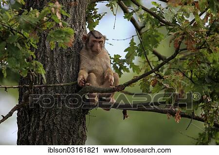 Stock Image - "Southern Pig-tailed Macaque (Macaca nemestrina), sitting on a branch, young, captive, Arnhem, Gelderland, The Netherlands, Europe". Fotosearch