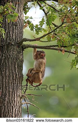 "Southern Pig-tailed Macaque (Macaca nemestrina), hanging from a branch, young, captive, Arnhem, Gelderland, The Netherlands, Europe" View Large Photo Image Stock Image - "Southern Pig-tailed Macaque (Macaca nemestrina), hanging from a branch, young, captive, Arnhem, Gelderland, The Netherlands, Europe". Fotosearch