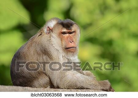 Stock Photo - "Southern pig-tailed macaque (Macaca nemestrina), male, occurrence on the Malay Peninsula, Sumatra and Borneo, captive, The Netherlands, Europe". Fotosearch