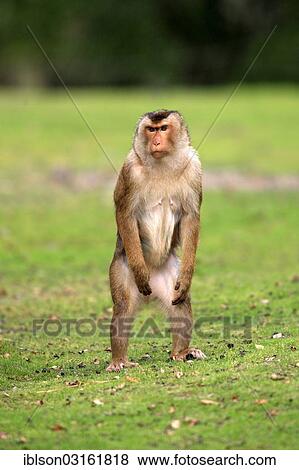 "Southern Pig-tailed Macaque (Macaca nemestrina), male, captive, Arnhem, Gelderland, The Netherlands, Europe" View Large Photo Image Stock Photo - "Southern Pig-tailed Macaque (Macaca nemestrina), male, captive, Arnhem, Gelderland, The Netherlands, Europe". Fotosearch