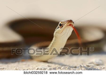 "Southern Ribbon Snake (Thamnophis sauritus sackeni), flicking its tongue, Florida, United States, North America" View Large Photo Image Stock Photo - "Southern Ribbon Snake (Thamnophis sauritus sackeni), flicking its tongue, Florida, United States, North America". Fotosearch