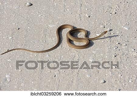 "Southern Ribbon Snake (Thamnophis sauritus sackeni), Florida, United States, North America" View Large Photo Image Stock Photograph - "Southern Ribbon Snake (Thamnophis sauritus sackeni), Florida, United States, North America". Fotosearch