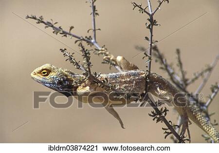 "Southern rock agama (Agama atra), male, Kgalagadi Transfrontier Park, Northern Cape, South Africa, Africa" View Large Photo Image Stock Image - "Southern rock agama (Agama atra), male, Kgalagadi Transfrontier Park, Northern Cape, South Africa, Africa". Fotosearch