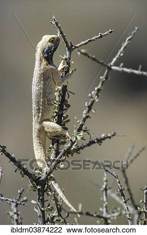 "Southern rock agama (Agama atra), male, Kgalagadi Transfrontier Park, Northern Cape, South Africa, Africa" View Large Photo Image Stock Image - "Southern rock agama (Agama atra), male, Kgalagadi Transfrontier Park, Northern Cape, South Africa, Africa". Fotosearch