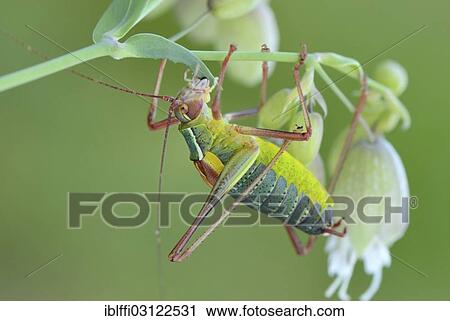 "Southern Saw-tailed Bush-cricket, (Barbitistes obtusus), on the flower of a Bladder Campion (Silene vulgaris), Valle Verzasca, Kanton Tessin, Switzerland, Europe" View Large Photo Image Stock Image - "Southern Saw-tailed Bush-cricket, (Barbitistes obtusus), on the flower of a Bladder Campion (Silene vulgaris), Valle Verzasca, Kanton Tessin, Switzerland, Europe". Fotosearch