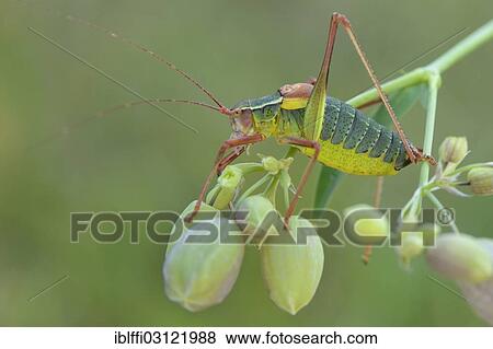 "Southern Saw-tailed Bush-cricket, (Barbitistes obtusus), on the flower of a Bladder Campion (Silene vulgaris), Valle Verzasca, Kanton Tessin, Switzerland, Europe" View Large Photo Image Stock Photo - "Southern Saw-tailed Bush-cricket, (Barbitistes obtusus), on the flower of a Bladder Campion (Silene vulgaris), Valle Verzasca, Kanton Tessin, Switzerland, Europe". Fotosearch