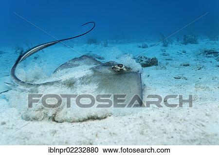 "Southern Stingray (Dasyatis americana) taking off from sandy ocean floor whipping its tail, Cuba, Caribbean Sea, Caribbean, Central America, North America" View Large Photo Image Stock Image - "Southern Stingray (Dasyatis americana) taking off from sandy ocean floor whipping its tail, Cuba, Caribbean Sea, Caribbean, Central America, North America". Fotosearch