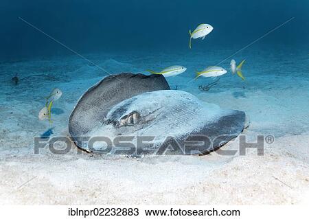 "Southern Stingray (Dasyatis americana) searching for food on the sandy ocean floor, Yellowtail snappers (Ocyurus chrysurus) trying to take advantage, Cuba, Caribbean Sea, Caribbean, Central America, North America" View Large Photo Image Stock Image - "Southern Stingray (Dasyatis americana) searching for food on the sandy ocean floor, Yellowtail snappers (Ocyurus chrysurus) trying to take advantage, Cuba, Caribbean Sea, Caribbean, Central America, North America". Fotosearch