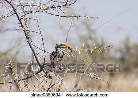"Southern Yellow-billed Hornbill (Tockus leucomelas) perched in a tree, Etosha National Park, Namibia, Africa" View Large Photo Image Stock Image - "Southern Yellow-billed Hornbill (Tockus leucomelas) perched in a tree, Etosha National Park, Namibia, Africa". Fotosearch