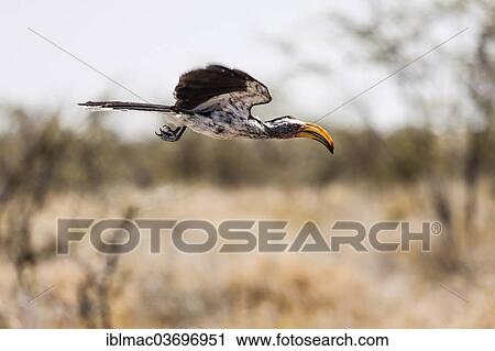 "Southern Yellow-billed Hornbill (Tockus Leucomelas) in flight, Etosha National Park, Namibia, Africa" View Large Photo Image Stock Image - "Southern Yellow-billed Hornbill (Tockus Leucomelas) in flight, Etosha National Park, Namibia, Africa". Fotosearch