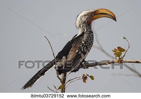"Southern Yellow-billed Hornbill (Tockus leucomelas), Etosha National Park, Namibia, Africa" View Large Photo Image Stock Image - "Southern Yellow-billed Hornbill (Tockus leucomelas), Etosha National Park, Namibia, Africa". Fotosearch
