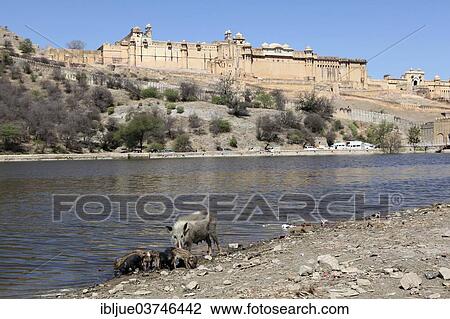 "Sow and piglets foraging on the lake, Amer Fort behind, Amber, Jaipur, Rajasthan, India, Asia" View Large Photo Image Stock Image - "Sow and piglets foraging on the lake, Amer Fort behind, Amber, Jaipur, Rajasthan, India, Asia". Fotosearch