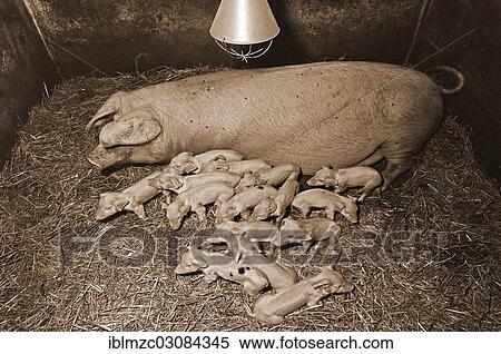 "Sow with 15 piglets on straw in a farrowing pen under a heat lamp, Franconian farm, Eckenhaid, Eckental, Middle Franconia, Bavaria, Germany, Europe" View Large Photo Image Stock Photography - "Sow with 15 piglets on straw in a farrowing pen under a heat lamp, Franconian farm, Eckenhaid, Eckental, Middle Franconia, Bavaria, Germany, Europe". Fotosearch