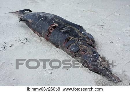 "Sowerby's Beaked Whale (Mesoplodon bidens), found dead, East Frisian Islands, East Frisia, Lower Saxony, Germany, Europe" View Large Photo Image Stock Photo - "Sowerby's Beaked Whale (Mesoplodon bidens), found dead, East Frisian Islands, East Frisia, Lower Saxony, Germany, Europe". Fotosearch
