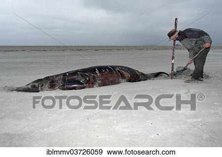 "Sowerby's Beaked Whale (Mesoplodon bidens), found dead, East Frisian Islands, East Frisia, Lower Saxony, Germany, Europe" View Large Photo Image Stock Photo - "Sowerby's Beaked Whale (Mesoplodon bidens), found dead, East Frisian Islands, East Frisia, Lower Saxony, Germany, Europe". Fotosearch