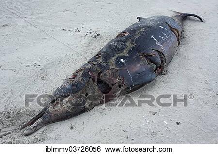 "Sowerby's Beaked Whale (Mesoplodon bidens), found dead, East Frisian Islands, East Frisia, Lower Saxony, Germany, Europe" View Large Photo Image Stock Photograph - "Sowerby's Beaked Whale (Mesoplodon bidens), found dead, East Frisian Islands, East Frisia, Lower Saxony, Germany, Europe". Fotosearch