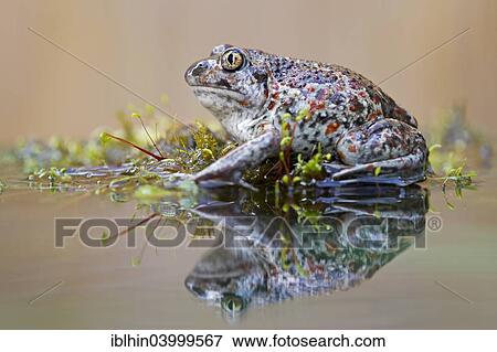 Stock Photo - "Spadefoot (Pelobates fuscus), reflection, seepage water, Middle Elbe, Saxony-Anhalt, Germany, Europe". Fotosearch