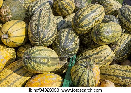 Spaghetti pumpkins (Cucurbita pepo) View Large Photo Image Stock Photo - Spaghetti pumpkins (Cucurbita pepo). Fotosearch