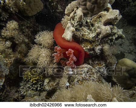 Stock Photograph - "Spanish Dancer (Hexabranchus sanguineus), sea snail, Mangrove Bay, Red Sea, Egypt, Africa". Fotosearch