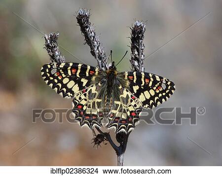 "Spanish Festoon (Zerynthia rumina), adult male, resting on dry seedheads, Andalucia, Spain, Europe" View Large Photo Image Picture - "Spanish Festoon (Zerynthia rumina), adult male, resting on dry seedheads, Andalucia, Spain, Europe". Fotosearch