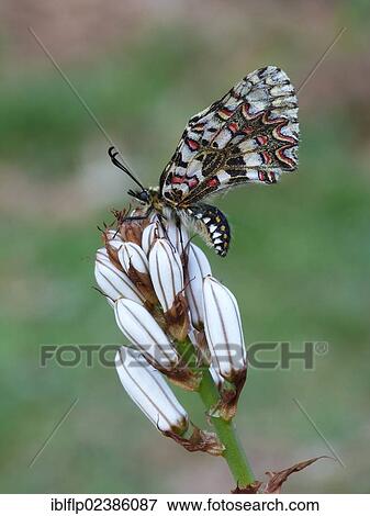 Stock Photo - "Spanish Festoon (Zerynthia rumina), adult male, resting on White Asphodel (Asphodelus albus), flowerbuds, Andalucia, Spain, Europe". Fotosearch