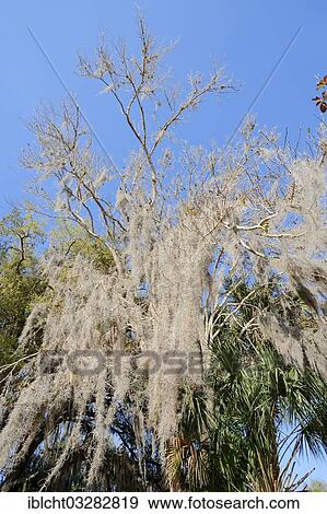 "Spanish Moss (Tillandsia usneoides) on a tree, Florida, United States, North America" View Large Photo Image Stock Photo - "Spanish Moss (Tillandsia usneoides) on a tree, Florida, United States, North America". Fotosearch