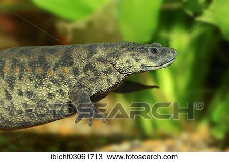 Stock Image - "Spanish ribbed newt (Pleurodeles waltl), Sudspanien, Spain, Europe". Fotosearch