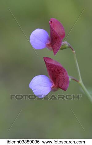 "Spanish Vetchling (Lathyrus clymenum), Province of Messina, Sicily, Italy, Europe" View Large Photo Image Stock Photograph - "Spanish Vetchling (Lathyrus clymenum), Province of Messina, Sicily, Italy, Europe". Fotosearch