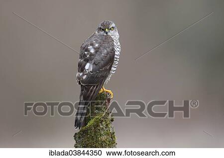 "Sparrowhawk (Accipiter nisus), female perched on a moss-covered tree trunk, North Rhine-Westphalia, Germany, Europe" View Large Photo Image Stock Image - "Sparrowhawk (Accipiter nisus), female perched on a moss-covered tree trunk, North Rhine-Westphalia, Germany, Europe". Fotosearch
