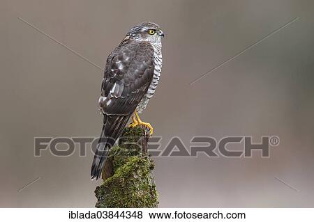 "Sparrowhawk (Accipiter nisus), female perched on a moss-covered tree trunk, North Rhine-Westphalia, Germany, Europe" View Large Photo Image Stock Photo - "Sparrowhawk (Accipiter nisus), female perched on a moss-covered tree trunk, North Rhine-Westphalia, Germany, Europe". Fotosearch