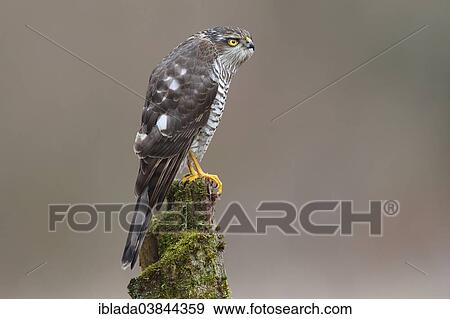 "Sparrowhawk (Accipiter nisus), female perched on a moss-covered tree trunk, North Rhine-Westphalia, Germany, Europe" View Large Photo Image Stock Photo - "Sparrowhawk (Accipiter nisus), female perched on a moss-covered tree trunk, North Rhine-Westphalia, Germany, Europe". Fotosearch