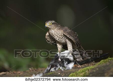 Picture - "Sparrowhawk (Accipiter nisus), Bitburg, Rhineland-Palatinate, Germany, Europe". Fotosearch