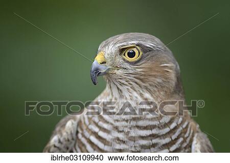 "Sparrowhawk (Accipiter nisus), portrait, Lower Saxony, Germany, Europe" View Large Photo Image Stock Image - "Sparrowhawk (Accipiter nisus), portrait, Lower Saxony, Germany, Europe". Fotosearch