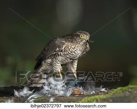 "Sparrowhawk (Accipiter nisus), Bitburg, Rhineland-Palatinate, Germany, Europe" View Large Photo Image Stock Photo - "Sparrowhawk (Accipiter nisus), Bitburg, Rhineland-Palatinate, Germany, Europe". Fotosearch