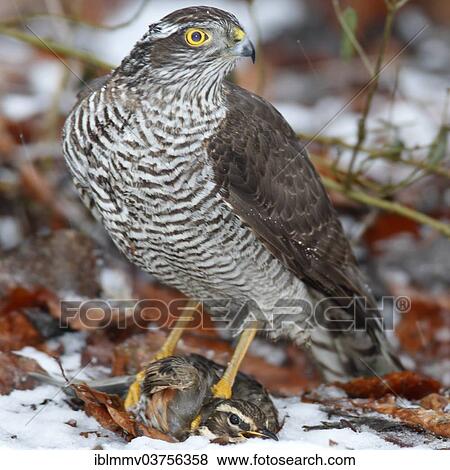 "Sparrowhawk (Accipiter nisus) with a captured Redwing (Turdus iliacus), Strohauser Plate, Lower Saxony, Germany, Europe" View Large Photo Image Stock Photo - "Sparrowhawk (Accipiter nisus) with a captured Redwing (Turdus iliacus), Strohauser Plate, Lower Saxony, Germany, Europe". Fotosearch