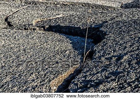 "Sparse vegetation growing on the lava rocks, Punta Morena, Isabela Island, Galapagos Islands, Ecuador, South America" View Large Photo Image Stock Image - "Sparse vegetation growing on the lava rocks, Punta Morena, Isabela Island, Galapagos Islands, Ecuador, South America". Fotosearch