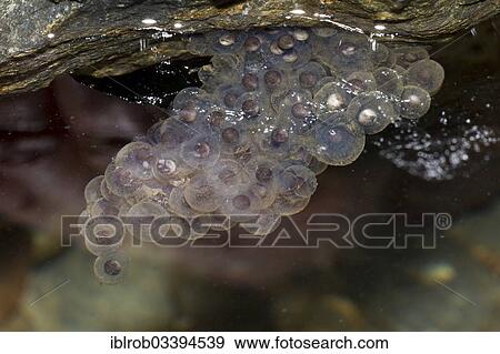 "Spawn from a Pyrenean Frog (Rana pyrenaica) under a stone in water, Pyrenees, Aragon, Spain, Europe" View Large Photo Image Stock Photo - "Spawn from a Pyrenean Frog (Rana pyrenaica) under a stone in water, Pyrenees, Aragon, Spain, Europe". Fotosearch